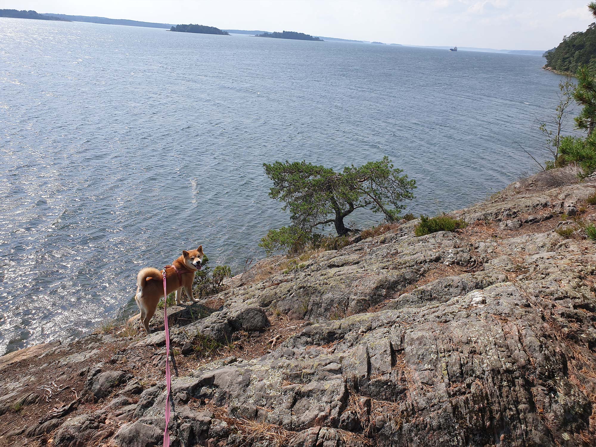 Naturpromenader-med-hundarna